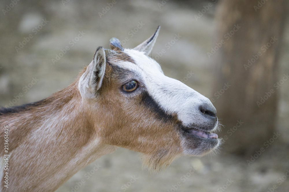 close-up of a goat with a sympathetic expression