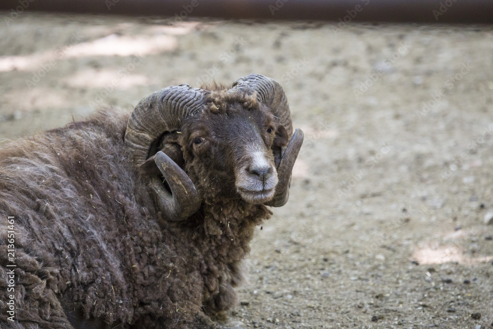 closeup of a ram inside a park with background closeup of a ram inside a park with background