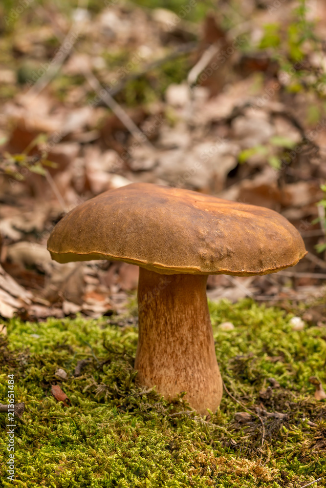 Nice penny bun mushroom on the forest Nice penny bun mushroom on the forest