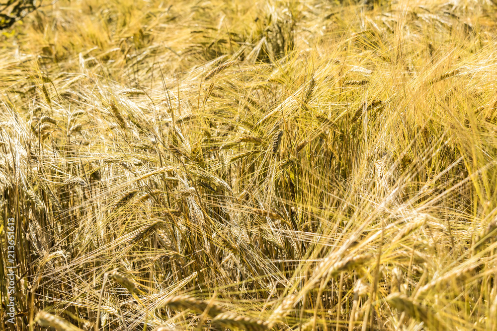 Yellow wheat field. Close-up. Yellow wheat field. Close-up.