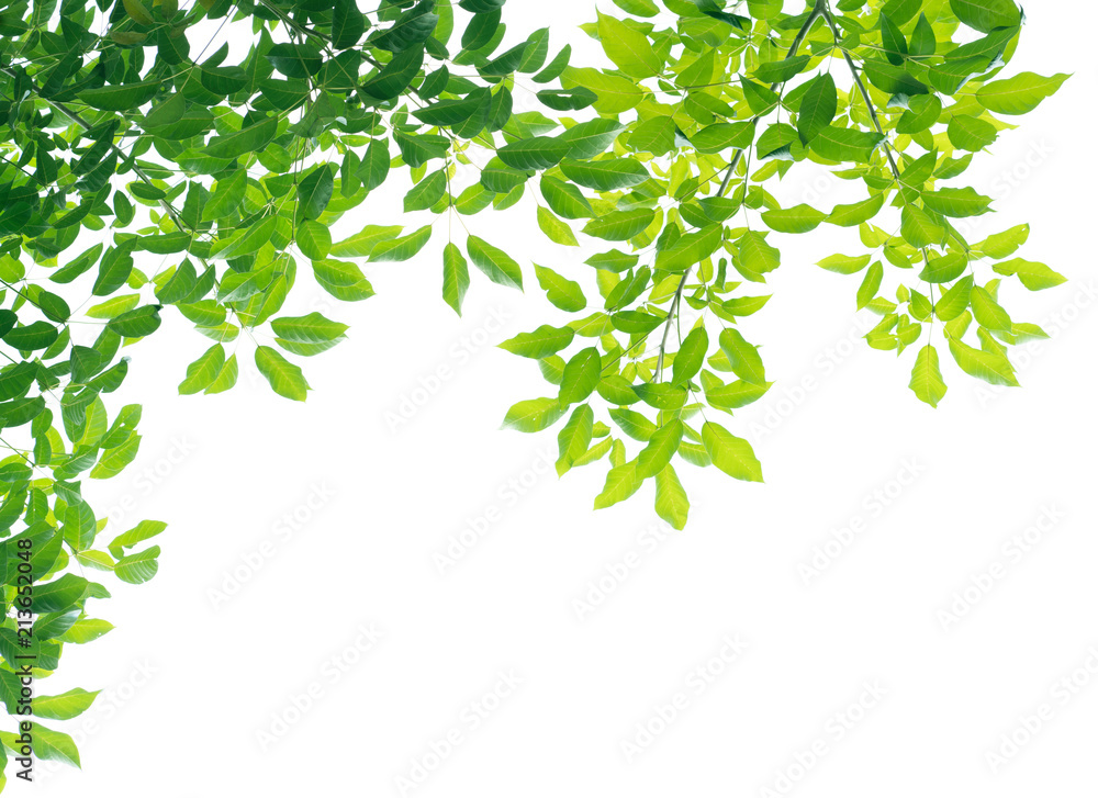 Green leaves isolated on white background