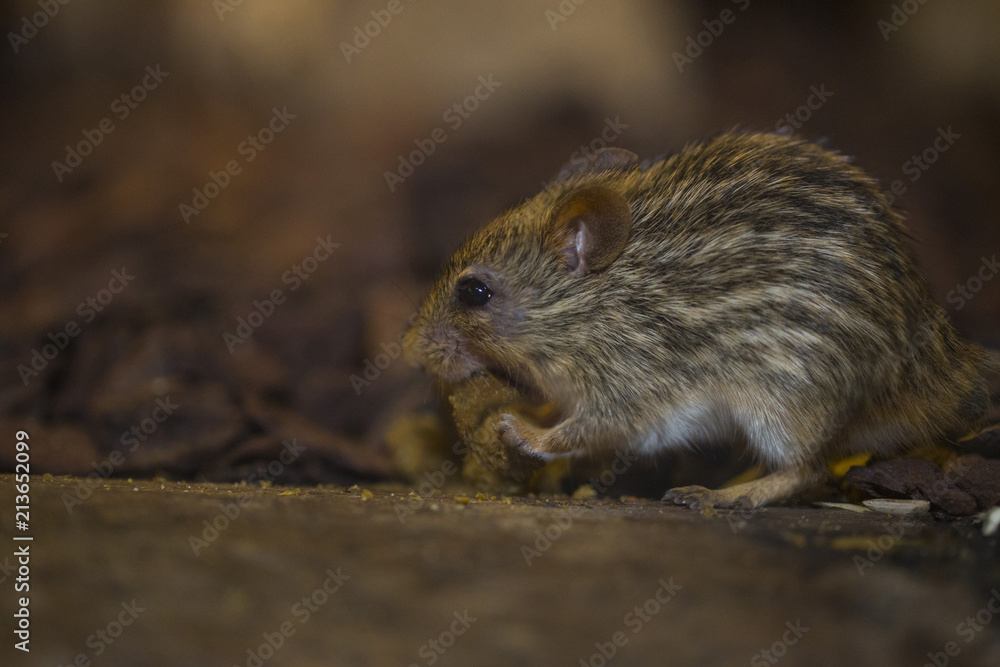 close-up with detail of a small rodent called a wild boar mouse while gnawing close-up with detail of a small rodent called a wild boar mouse while gnawing