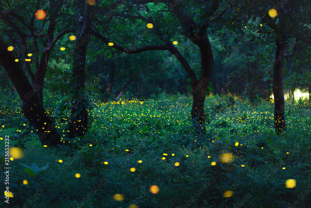 Fototapeta Bokeh light of firefly in forest