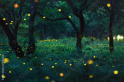 Bokeh light of firefly in forest photo