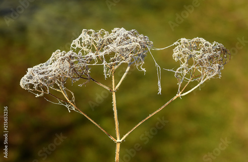 Raureif; hoar; rime; Covered with frost; photo