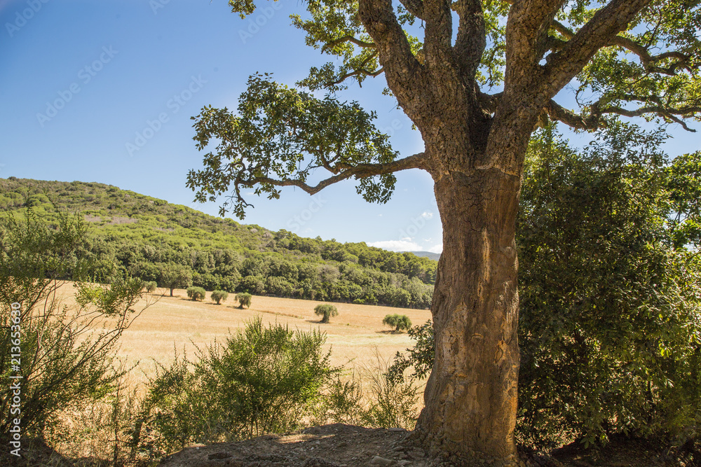 image of cork tree with green leaves and tuscan countryside in italy in the background.