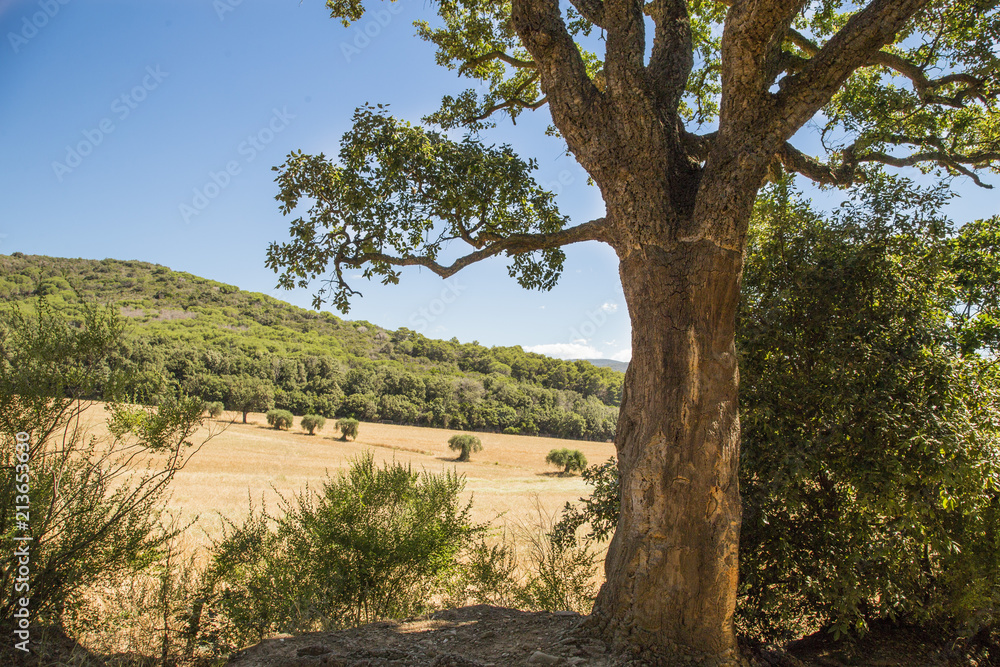 image of cork tree with green leaves and tuscan countryside in italy in the background. image of cork tree with green leaves and tuscan countryside in italy in the background.
