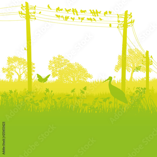 Vögel auf dem Telegrafenmasten in der wilden Natur 