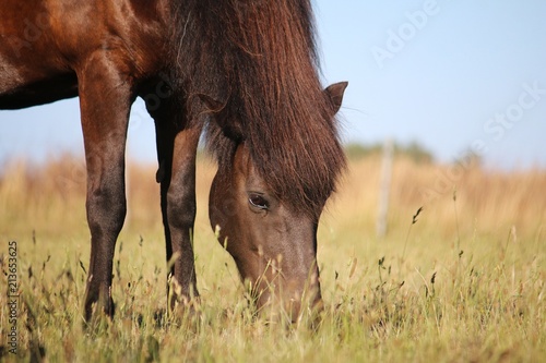 Fényképezés beautiful dark brown iceland horse is standing on the paddock and eating fresh g