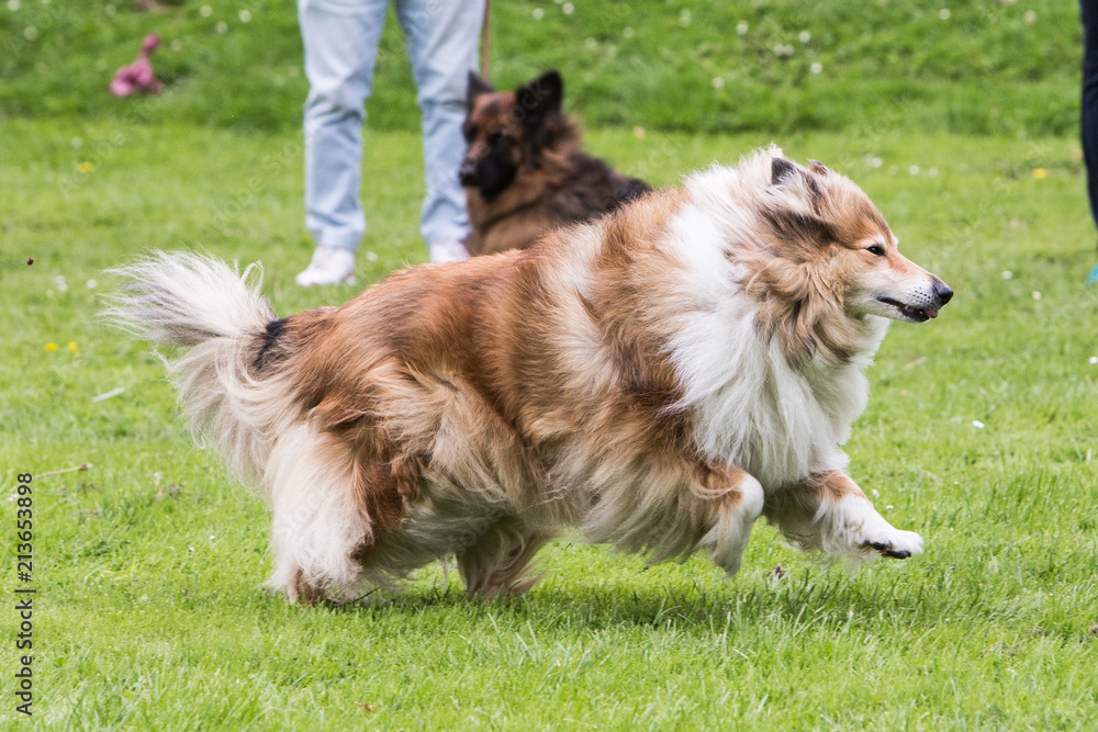 portrait of a long-haired collie dog in belgium