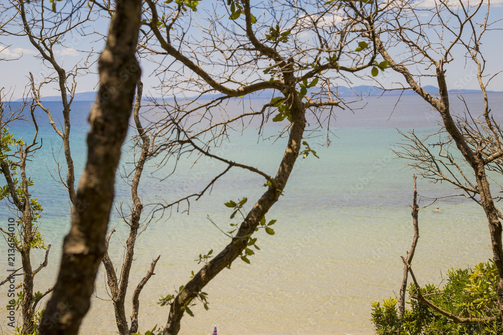 image of the sea through the pine forest in Cala Violina in the Tuscan Maremma image of the sea through the pine forest in Cala Violina in the Tuscan Maremma