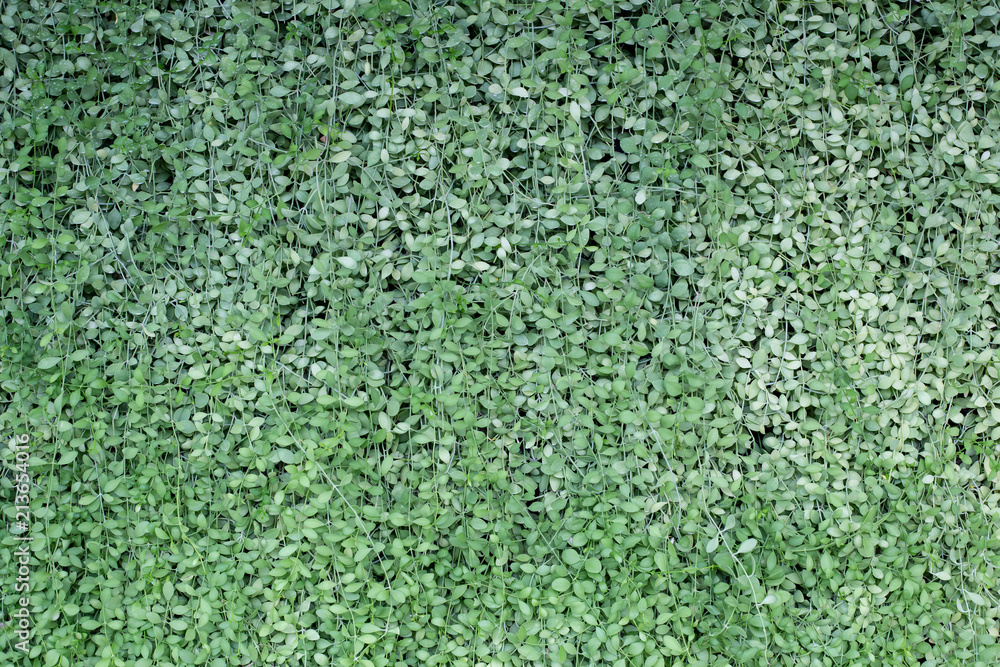 Green leaves wall texture or backdrop. Green leaves wall texture or backdrop.