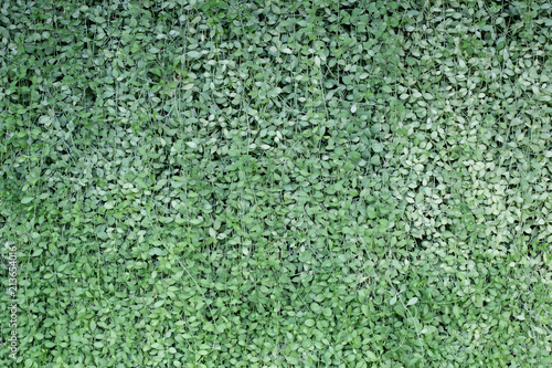 Green leaves wall texture or backdrop.