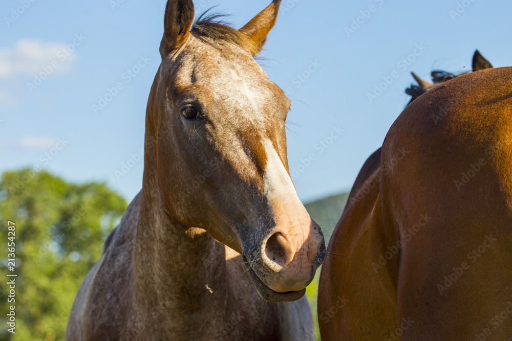 Obraz premium primo piano frontale di cavallo Maremmano con criniera nera
