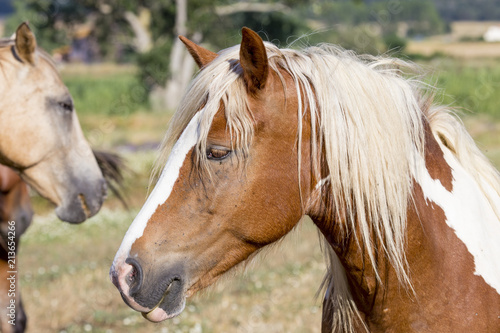Maremmano horse close-up with white mane