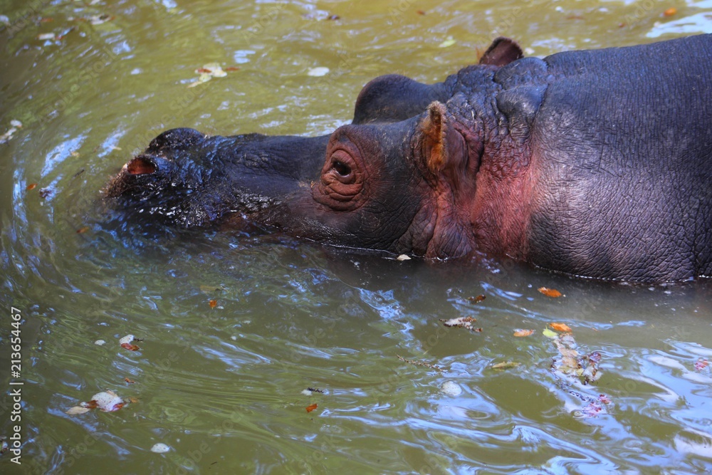 hippopotames dans leur parc au zoo hippopotames dans leur parc au zoo