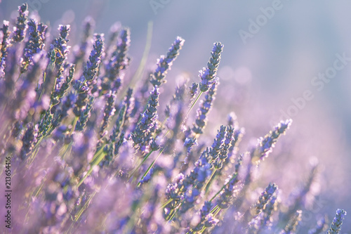 Fototapeta Naklejka Na Ścianę i Meble -  Beautiful lavender flowers in bloom. 