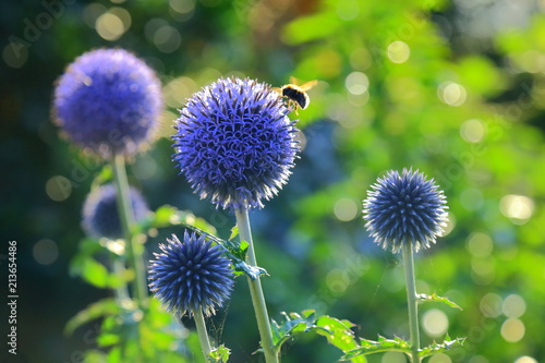 Bumblebee pollinating blue spherical flower head of Echinops commonly known as globe thistles.