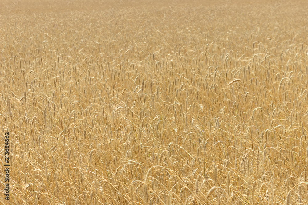 Boundless wheat field. Background of wheat. Boundless wheat field. Background of wheat.
