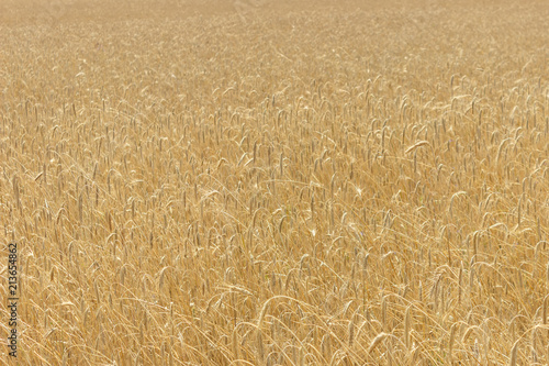 Boundless wheat field. Background of wheat.