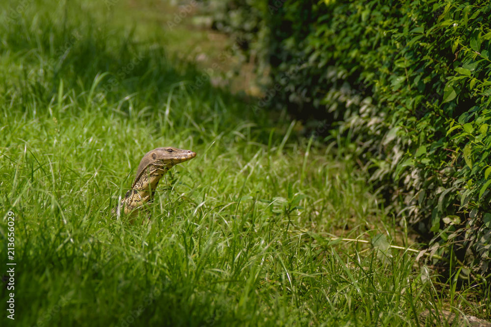 Lizard walk in the green field background Lizard walk in the green field background