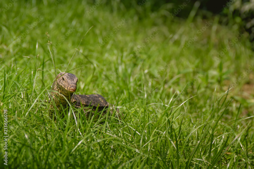 Fototapeta premium Lizard walk in the green field background