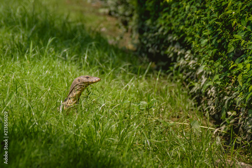 Lizard walk in the green field background © Kitti Gavinratchatar
