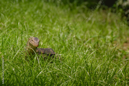 Lizard walk in the green field background