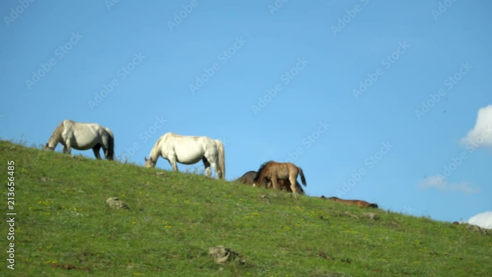 Horses and horses walk on a green grass. Mountain landscape. Horses and horses walk on a green grass. Mountain landscape.