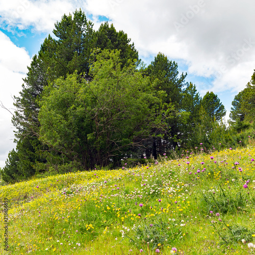 Fototapeta Naklejka Na Ścianę i Meble -  prato fiorito in alta montagna