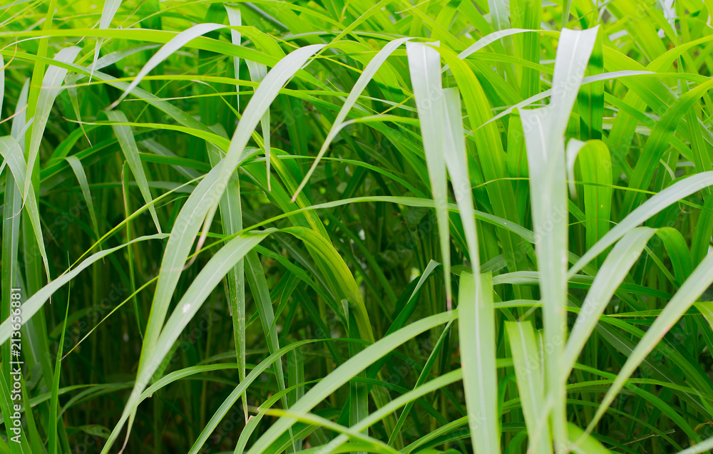 Obraz premium Leaves of dense and lush vegetation.