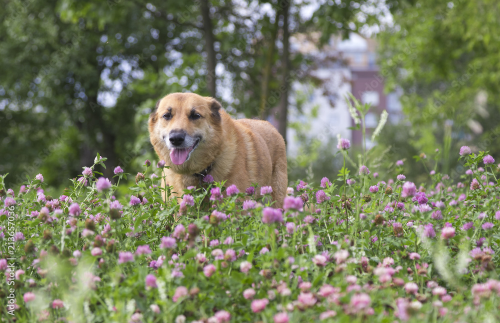 Red dog in the summer park