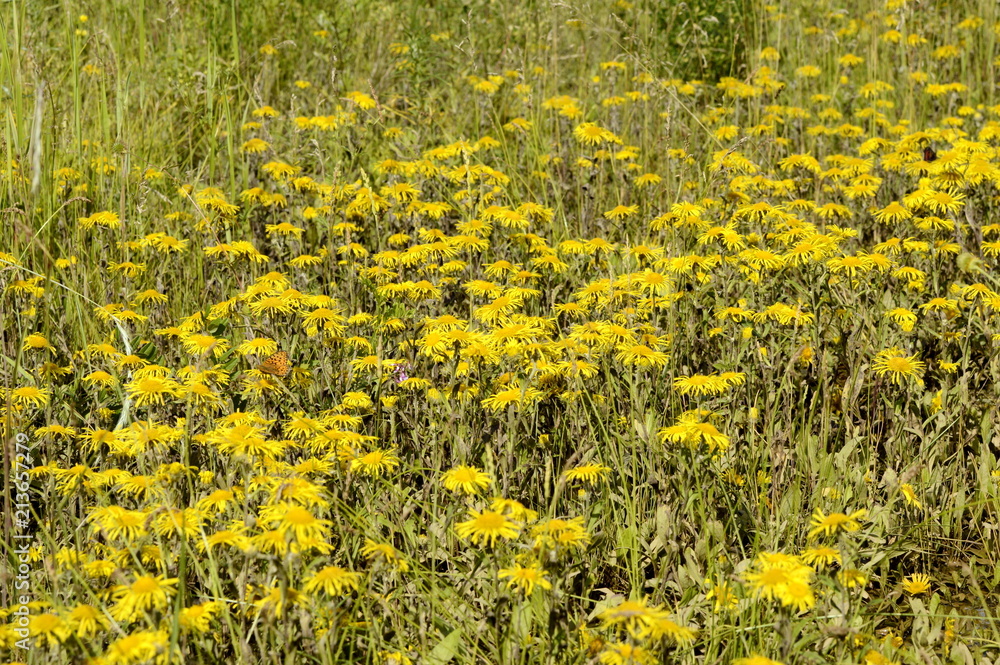 glade of blooming yellow daisies