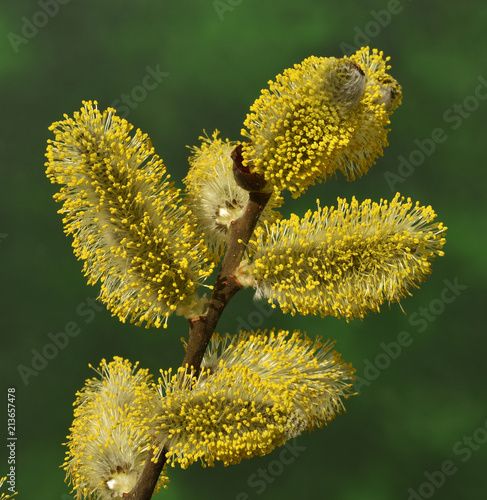 Salweide; Salix caprea; goat willow; pussy willow; photo