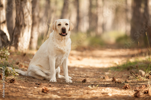 cute dog breed Labrador Retriever on a walk in the woods sitting