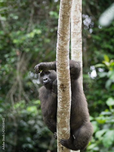Fototapeta Naklejka Na Ścianę i Meble -  Gorilla in Gabon Endangered eastern gorilla in the beauty of african jungle (Gorilla gorilla)