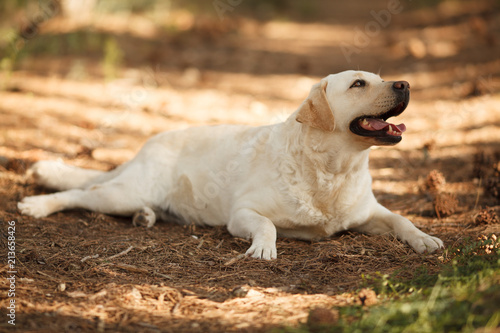 Fototapeta Naklejka Na Ścianę i Meble -  cute dog breed Labrador Retriever on a walk in the woods lies