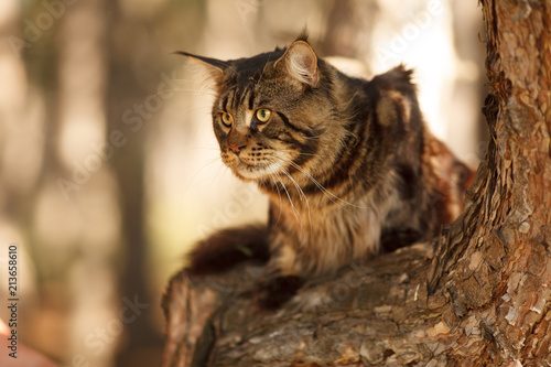 beautiful Maine Coon cat in the forest on a tree