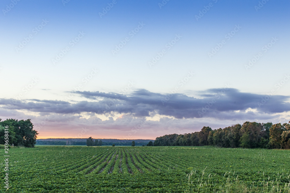 A soybean field at sunset with purple and pink clouds and blue sky with trees on the horizon.
