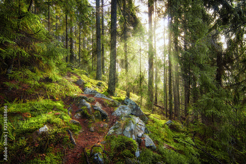 Fototapeta premium Sun beams in the deep amazing forest.
