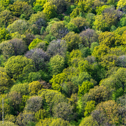vue aérienne de la forêt de Rambouillet dans les Yvelines en france