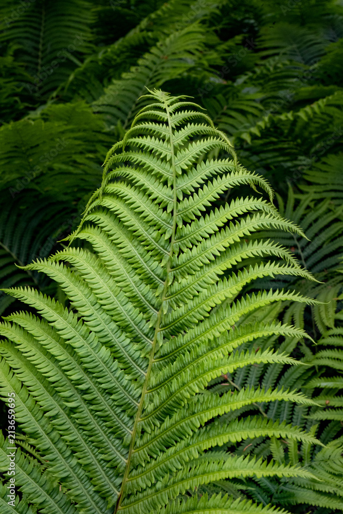 Fern color Fern color