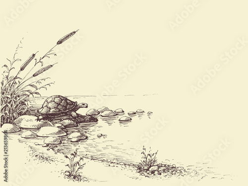 Nature scene hand drawing. Tortoise on river shore