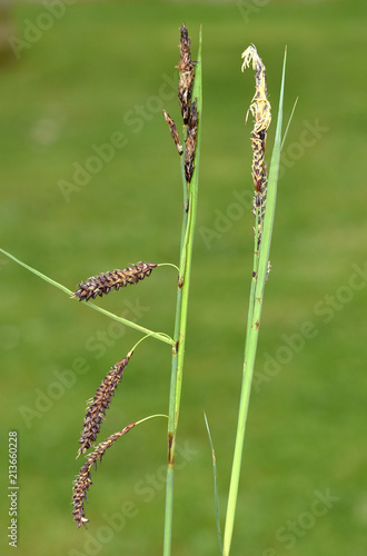 Segge; Blaugruene Segge; Carex flacca; photo