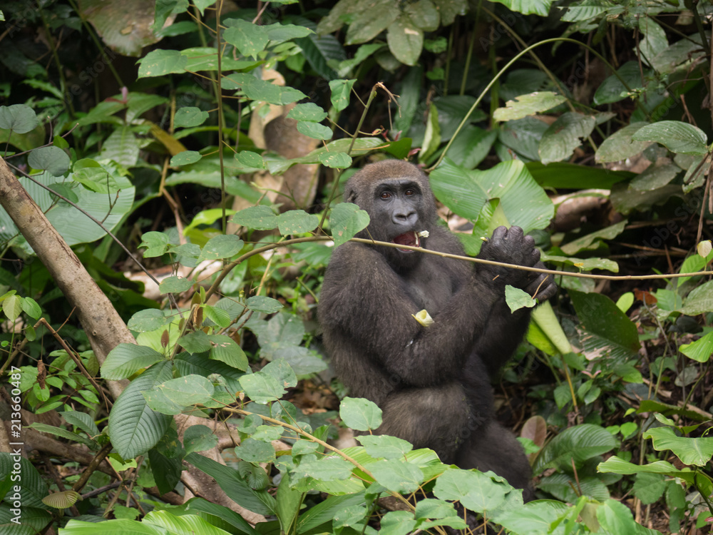 Gorilla in Gabon Endangered eastern gorilla in the beauty of african jungle (Gorilla gorilla) Gorilla in Gabon Endangered eastern gorilla in the beauty of african jungle (Gorilla gorilla)