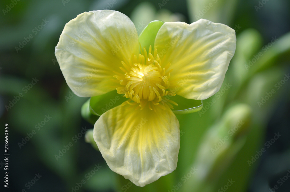 Yellow velvetleaf flower, Limnocharis sp., from Central of Thailand Yellow velvetleaf flower, Limnocharis sp., from Central of Thailand