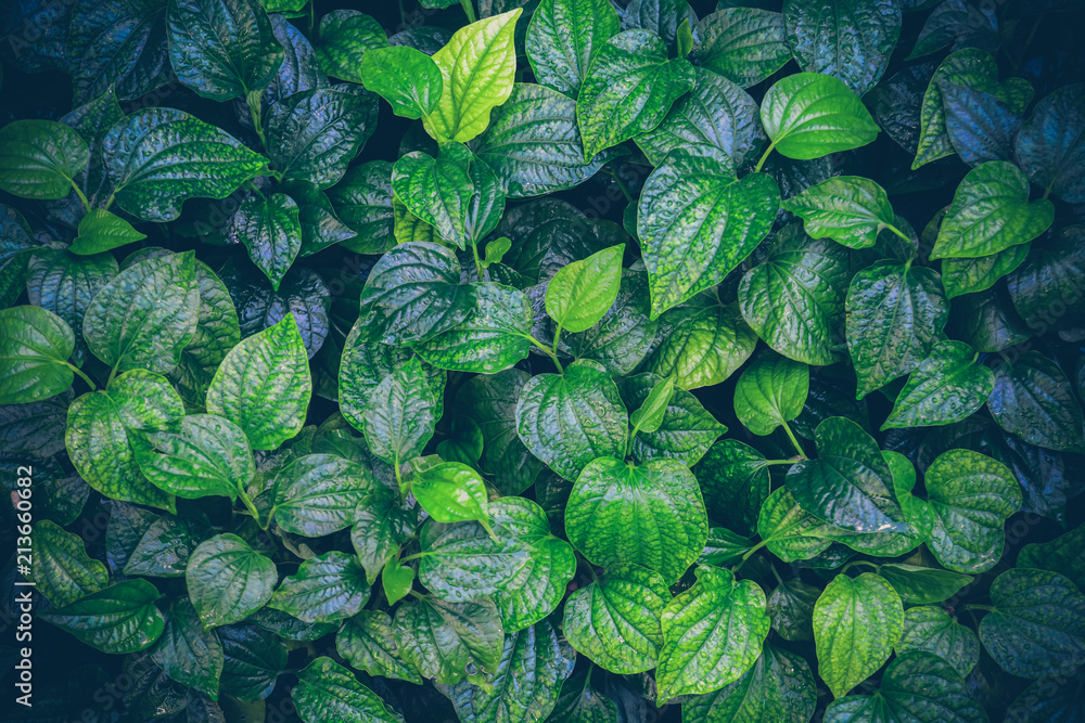 Naklejka premium Wildbetal Leafbush,tropical green leaf texture background.