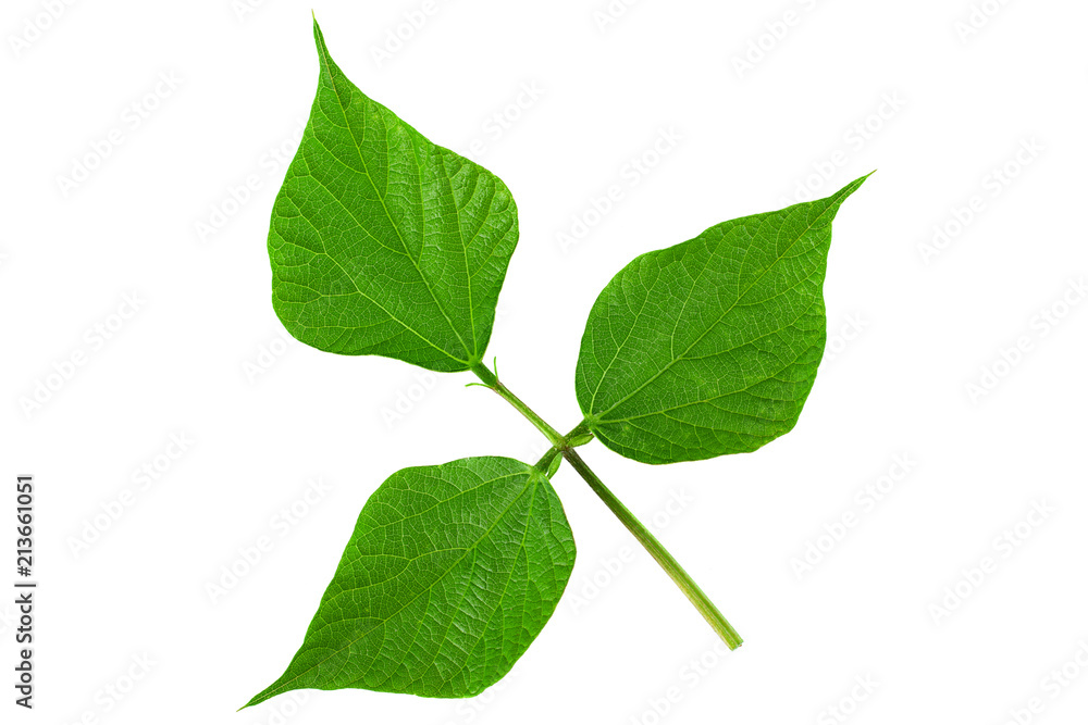 Fototapeta premium Kidney beans leaf