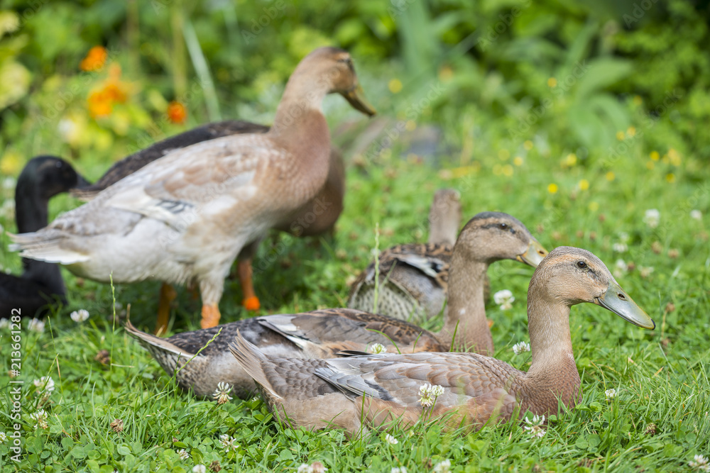 flock of indian runner ducks in the garden flock of indian runner ducks in the garden