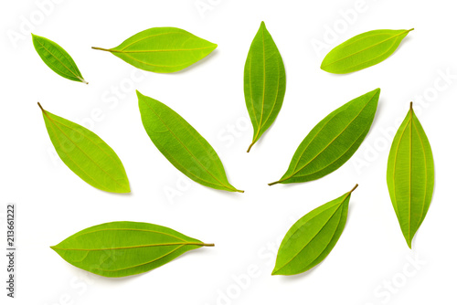 fresh cinnamon leaves isolated on the white background  top view